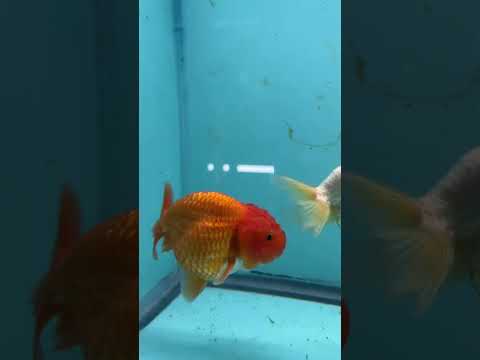 Live Premium Fancy Goldfish Thai Lionchu Red & White 3" Male Body (DON-008)