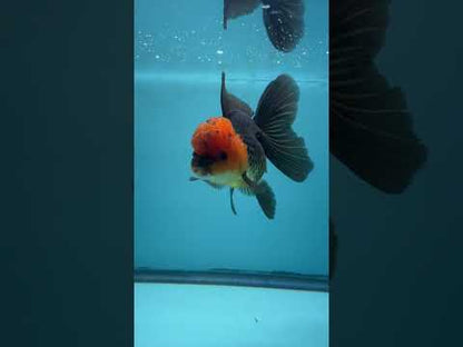 Live Premium Fancy Goldfish Thai Oranda Red Cap Black Body 3.5” body Female 8 Months (JC-108) Show Tank