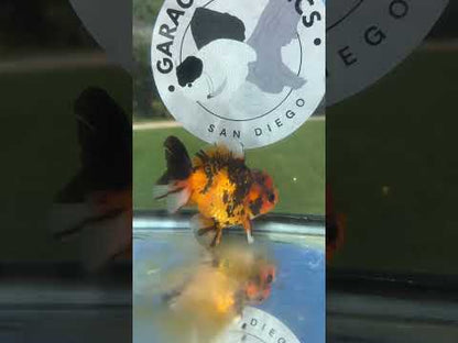 Live Premium Fancy Goldfish Thai Yuanbao Red Tiger 3” body Male 7 Months (JC-153) BlackTub#4