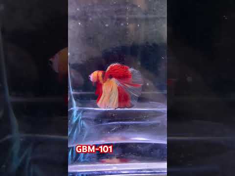 Koi Nemo Halfmoon Male Betta Fish (You pick) JAR#1 GBM-101