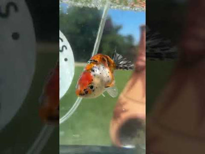 Live Premium Fancy Goldfish Thai Lionchu Galaxy Calico 2.5” body Male 7 Months (JC-157) T93