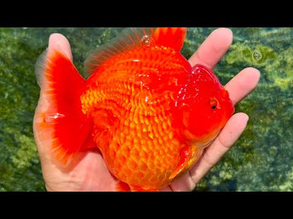 Thai Jumbo Solid Red Oranda Orchid Tail 5.00 inch Body (NPC-104)
