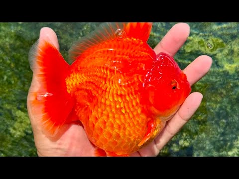 Thai Jumbo Solid Red Oranda Orchid Tail 5.00 inch Body (NPC-104)