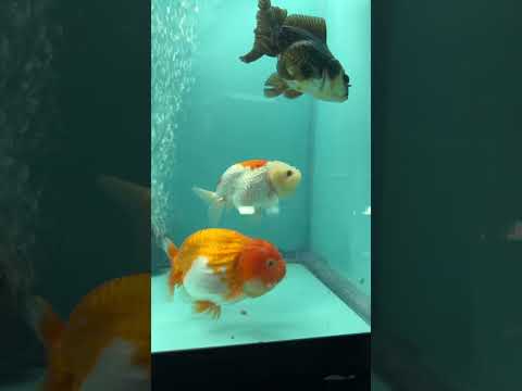 Live Premium Fancy Goldfish Thai Lionchu Red & White 3" Male Body (DON-017)