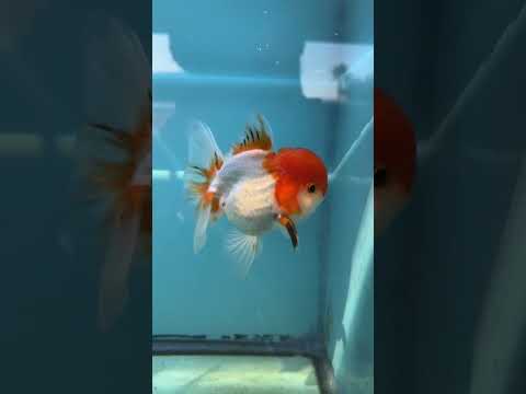 Live Premium Fancy Goldfish Thai Oranda Red & White 3.5” body Male 7 Months (JC-113) R1C03