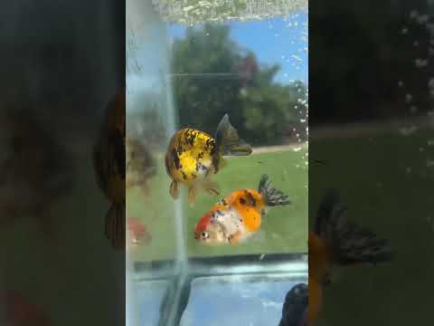 Live Premium Fancy Goldfish Thai Lionchu Red Tiger 2.5” body Male 7 Months (JC-156) T93