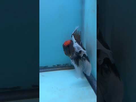 Live Premium Fancy Goldfish Thai Oranda Red Cap Black Body 3.5” body Male 8 Months (JC-109) Show Tank