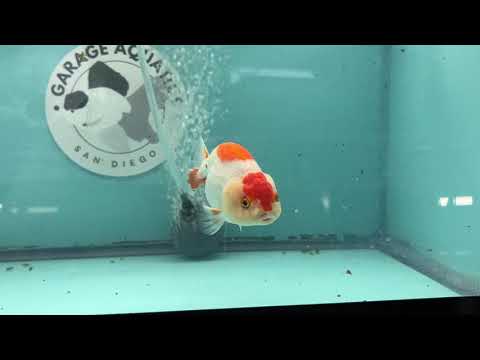 Live Premium Fancy Goldfish Thai Lionchu Red & White 3" Male Body (DON-011)