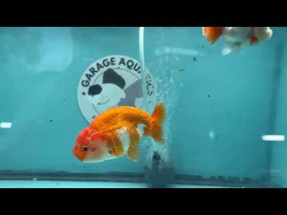 Live Premium Fancy Goldfish Thai Lionchu Red & White 3" Male Body (DON-012)