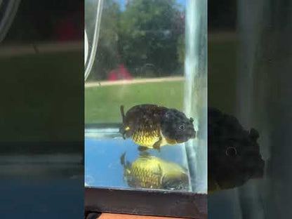 Live Premium Fancy Goldfish Thai Lionchu Black 3.5” body Male 7 Months (JC-145) BlackTub#2