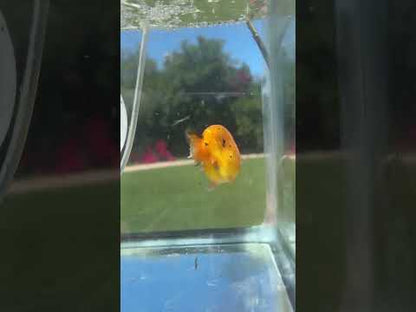 Live Premium Fancy Goldfish Thai Ranchu Red Tiger 3” body Female 6 Months (JC-155) BlackTub#4