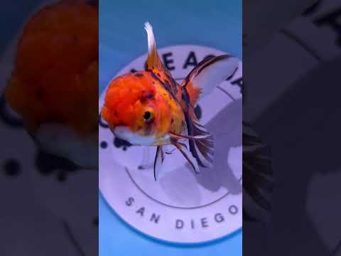 Live Premium Fancy Goldfish Thai Oranda Tiger 2” Body Male R1B01(JUS-007)