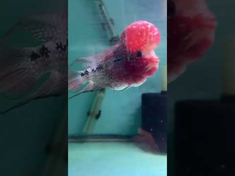 Super Red Dragon Flowerhorn MALE 5" inch BIG KOK