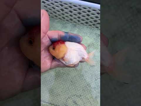 Live Premium Fancy Goldfish Thai Lionchu Red & White 3” body Female 5 Months (JC-141) BlackTub#2