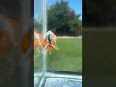 Live Premium Fancy Goldfish Thai Ranchu Galaxy Calico 2.5” body Male 4 Months (JC-154) T93