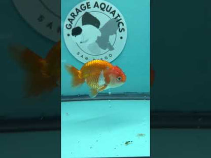 Live Premium Fancy Goldfish Thai Lionchu Red & White 3" Male Body (DON-002)