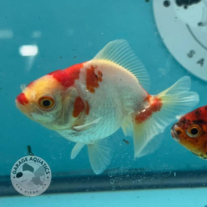 Red and White Thai Yuanbao Oranda Goldfish 3’’ Body Male (NPC-113) - GOLDFISH