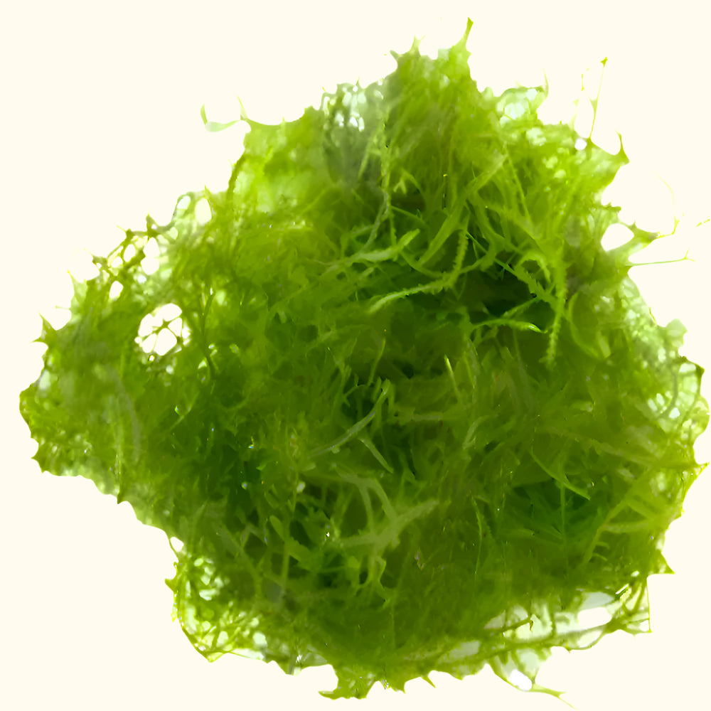 Java Moss - 2 OZ CUP