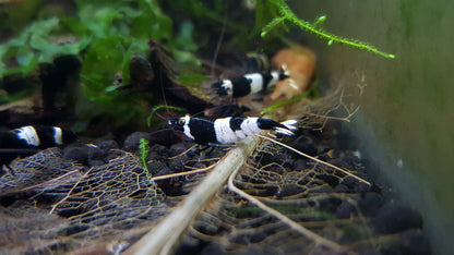 Live Freshwater Aquarium Shrimp Black King Kong (Caridina)