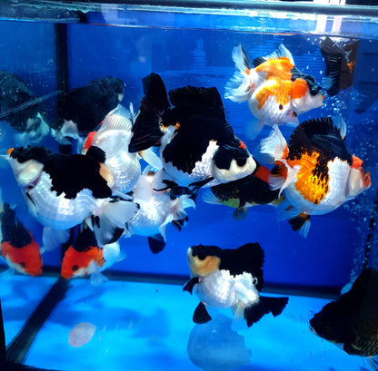 Live Fancy Goldfish – Premium Select Thai Oranda, 2" Body (Our Choice, Direct from Farm)