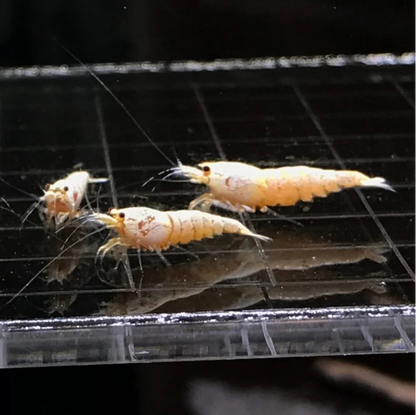 Live Freshwater Aquarium Shrimp White Bee (Caridina)