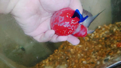 Live Thai Super Red Dragon Flowerhorn SRD-030 photo 1