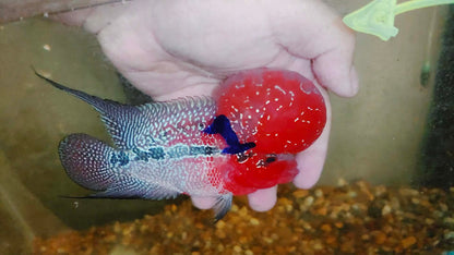 Live Thai Super Red Dragon Flowerhorn SRD-030 photo 2