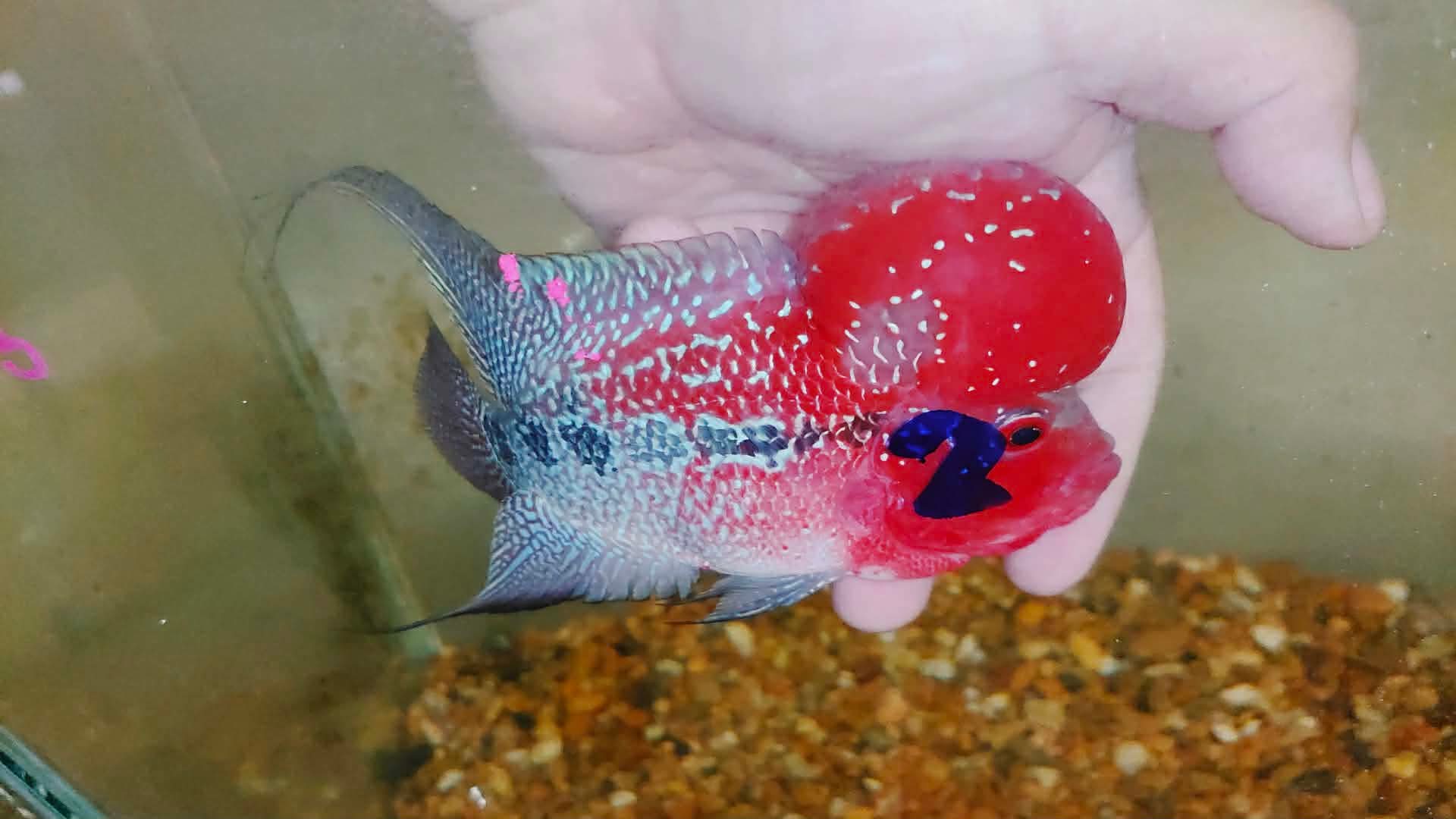 Live Thai Super Red Dragon Flowerhorn SRD-031 photo 1