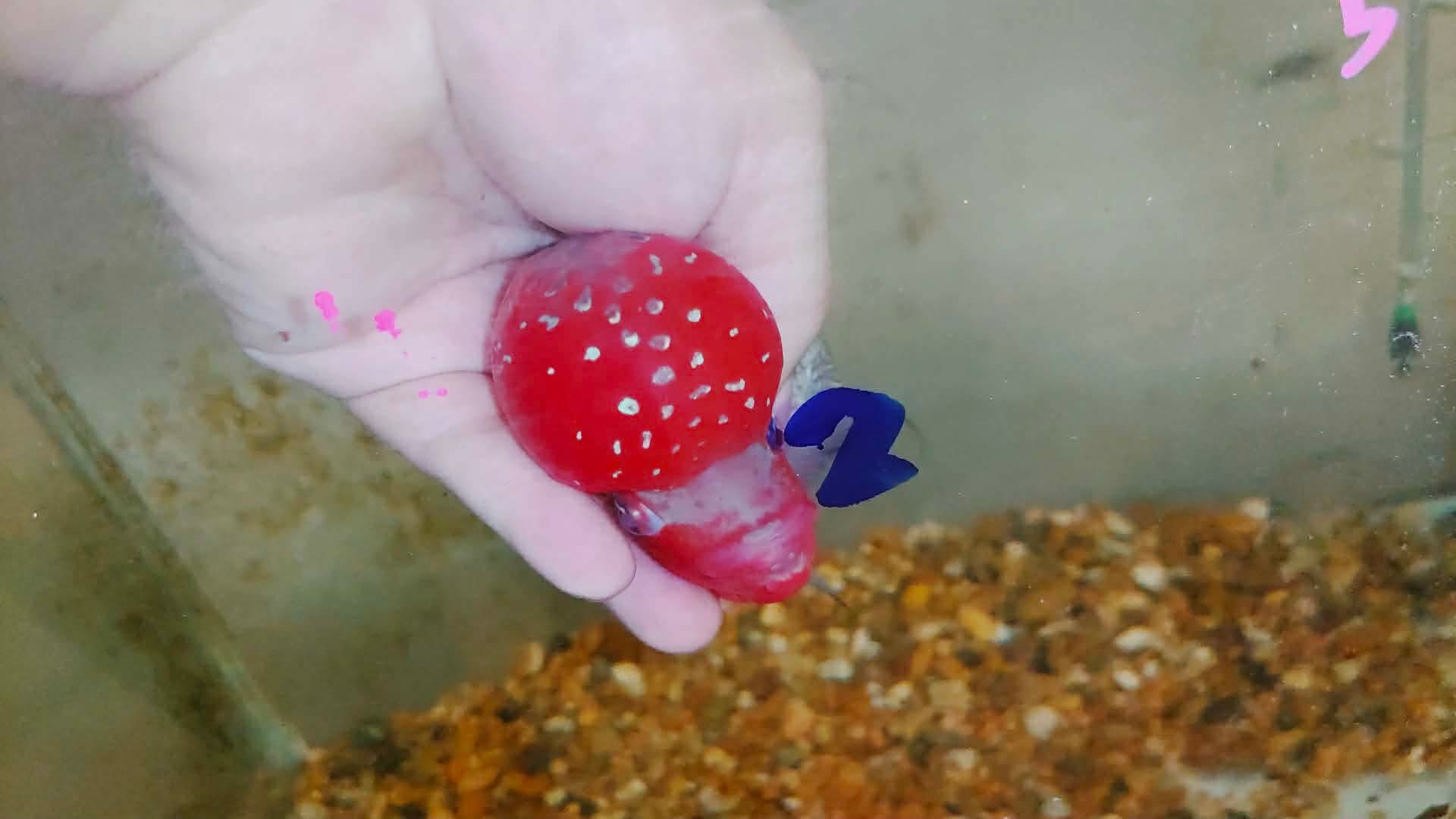 Live Thai Super Red Dragon Flowerhorn SRD-031 photo 2