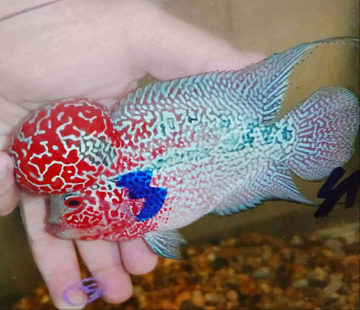 Live Thai Super Red Dragon Flowerhorn SRD-032 photo 1