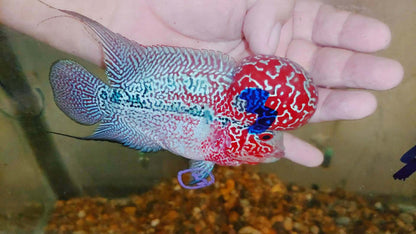 Live Thai Super Red Dragon Flowerhorn SRD-032 photo 2