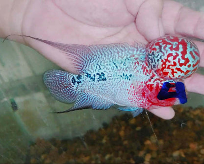 Live Thai Super Red Dragon Flowerhorn SRD-033 photo 1