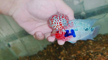 Live Thai Super Red Dragon Flowerhorn SRD-033 photo 4