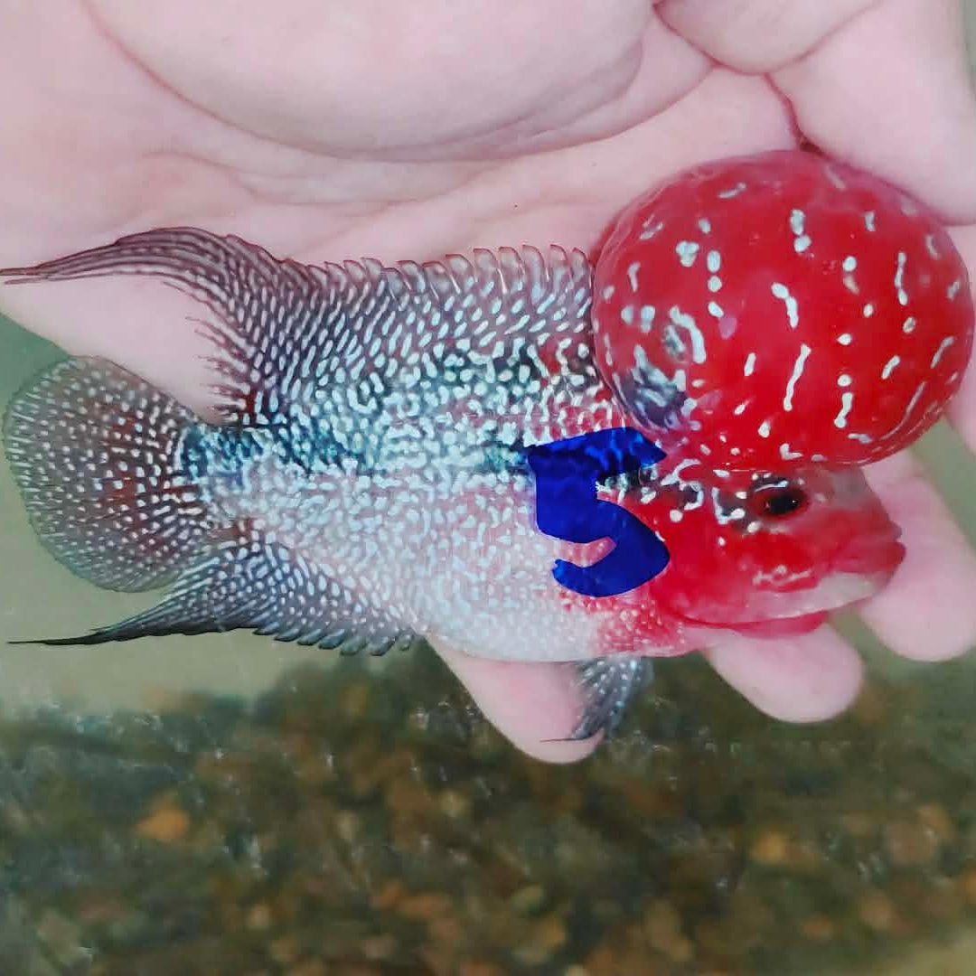 Live Thai Super Red Dragon Flowerhorn SRD-034 photo 1