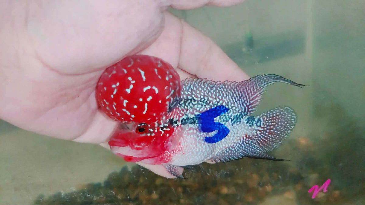 Live Thai Super Red Dragon Flowerhorn SRD-034 photo 2