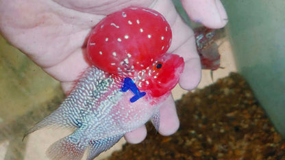 Live Thai Super Red Dragon Flowerhorn SRD-035 photo 1