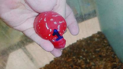 Live Thai Super Red Dragon Flowerhorn SRD-035 photo 2