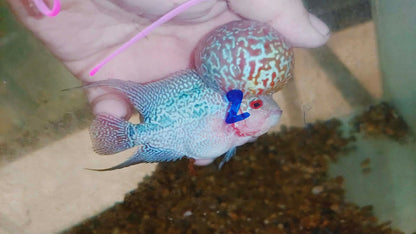 Live Thai Super Red Dragon Flowerhorn SRD-036 photo 1
