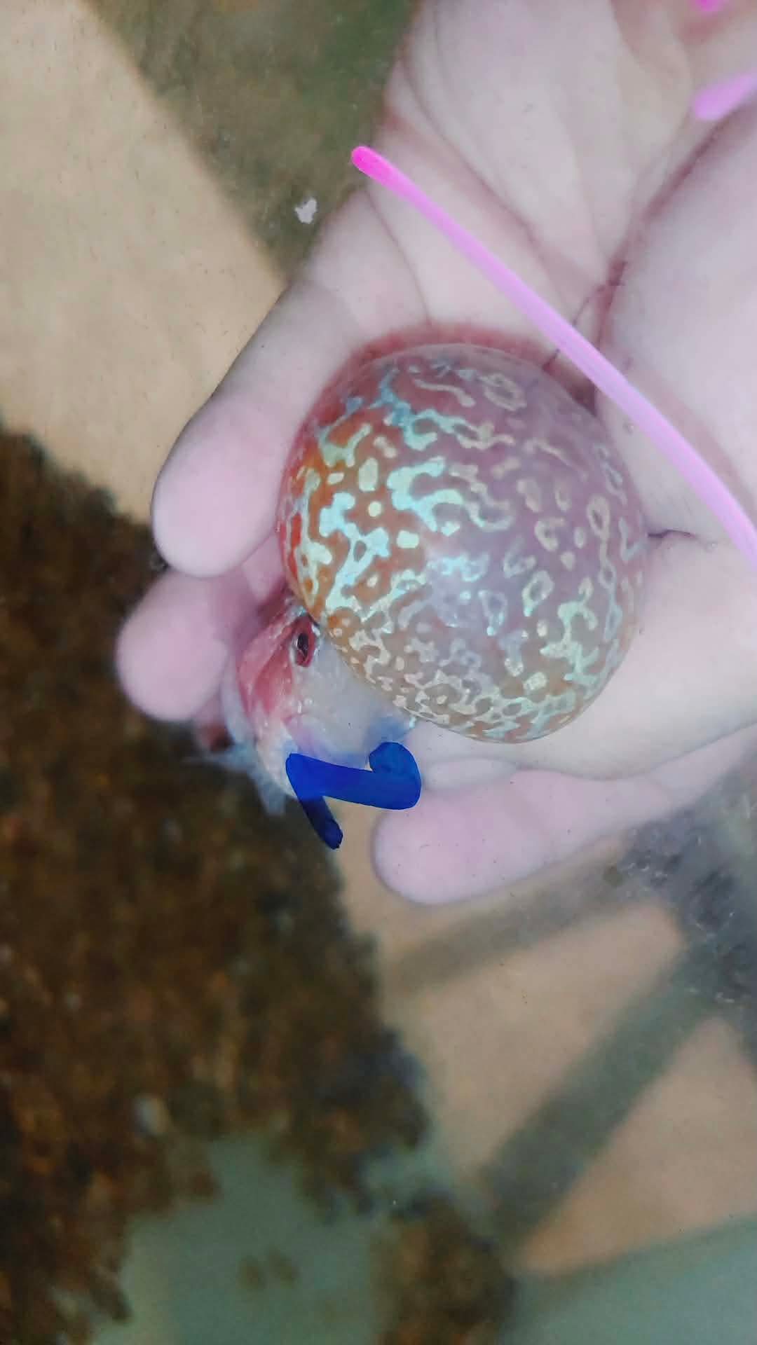 Live Thai Super Red Dragon Flowerhorn SRD-036 photo 2
