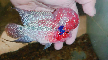 Live Thai Super Red Dragon Flowerhorn SRD-037 photo 1