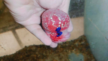 Live Thai Super Red Dragon Flowerhorn SRD-037 photo 2