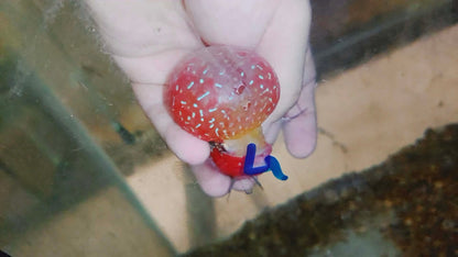 Live Thai Super Red Dragon Flowerhorn SRD-038 photo 1