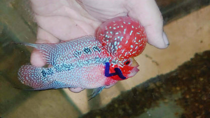 Live Thai Super Red Dragon Flowerhorn SRD-038 photo 2