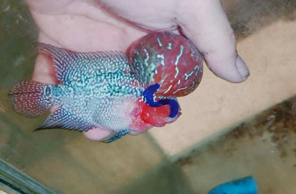 Live Thai Super Red Dragon Flowerhorn SRD-039 photo 1