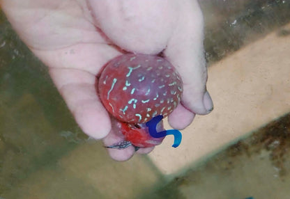 Live Thai Super Red Dragon Flowerhorn SRD-039 photo 2