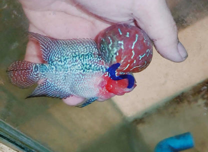 Live Thai Super Red Dragon Flowerhorn SRD-039 photo 3