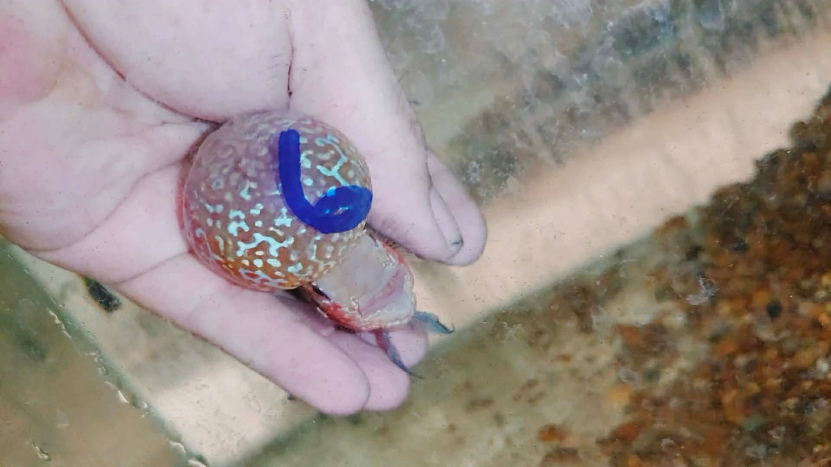 Live Thai Super Red Dragon Flowerhorn SRD-040 photo 1