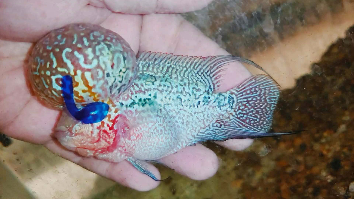 Live Thai Super Red Dragon Flowerhorn SRD-040 photo 2