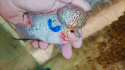 Live Thai Super Red Dragon Flowerhorn SRD-040 photo 3