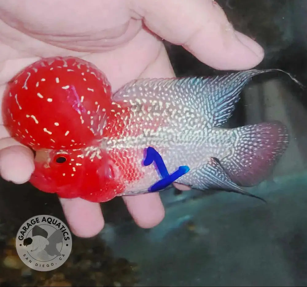 Super Red Dragon Flowerhorn MALE 4’’ inch MONSTER KOK (SRD-020) - Super Red Dragon / 4’’ inch - FLOWERHORN